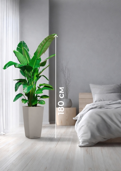 Стрелиция Николай 30/180 см в CUBICO COLOR 40 Стрелиция Николай 30/180 см в CUBICO COLOR 40