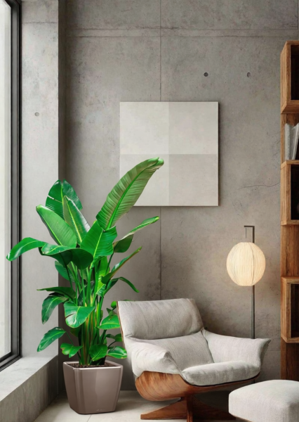 Стрелиция Николай 30/180 см в QUADRO LS 43 Стрелиция Николай 30/180 см в QUADRO LS 43