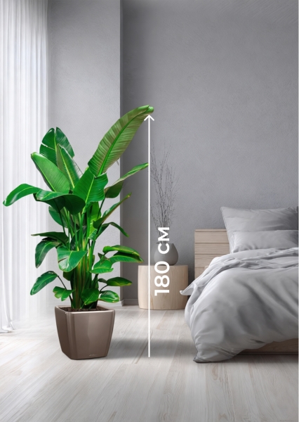 Стрелиция Николай 30/180 см в QUADRO LS 43 Стрелиция Николай 30/180 см в QUADRO LS 43