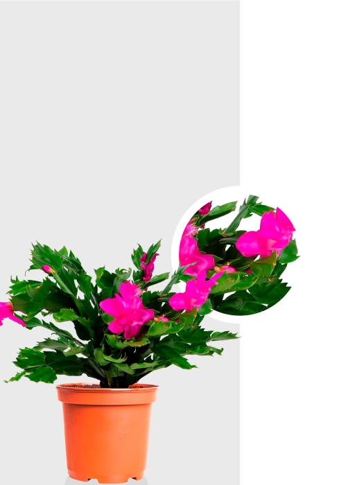 Шлюмбергера Декабрист 13/30 см