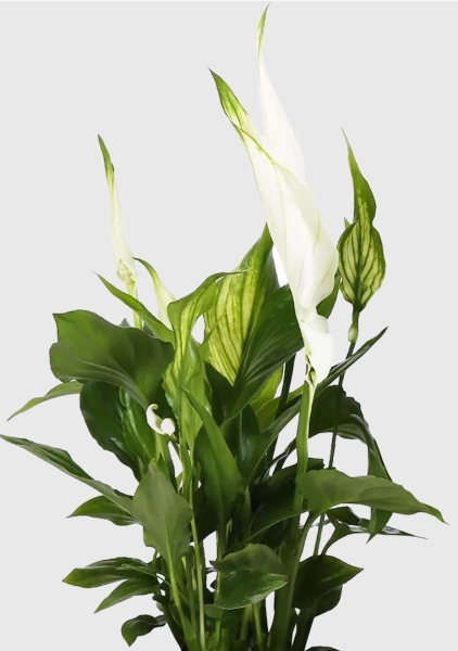 Спатифиллум 7/25 см