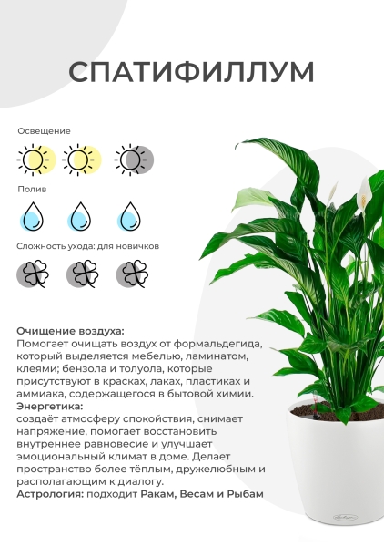 Спатифиллум в DELTA 20