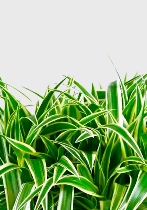 Хлорофитум Оушен 15/40 см