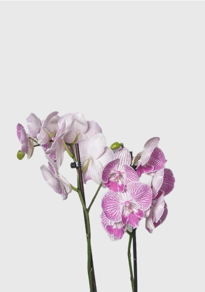 Орхидея Фаленопсис мини микс 6/25 см