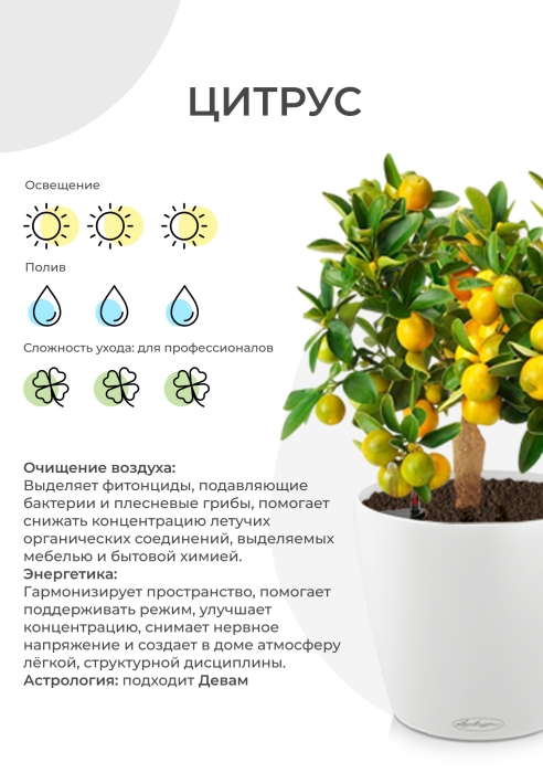 Цитрус Каламондин 15/40 см