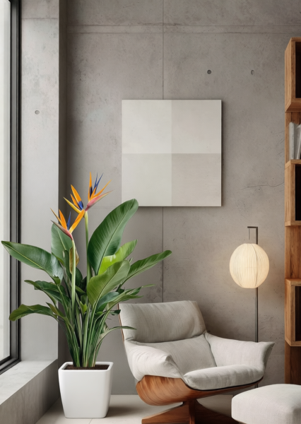 Стрелиция Регина 26/150 см в CLASSICO LS 28