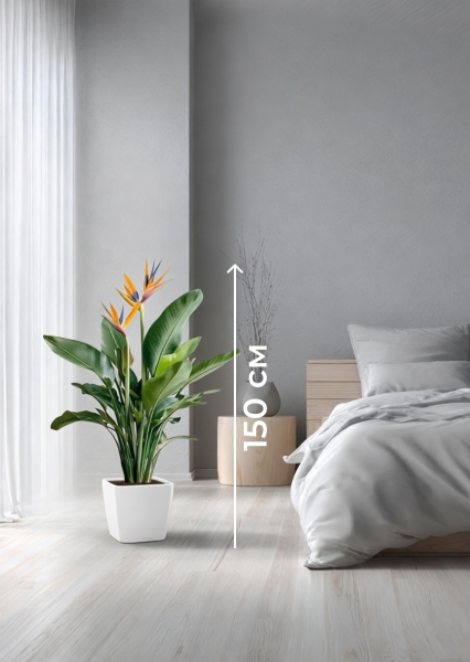 Стрелиция Регина 26/150 см в CLASSICO LS 28