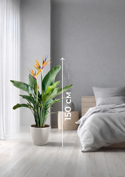 Стрелиция Регина 26/150 см в CLASSICO COLOR 28