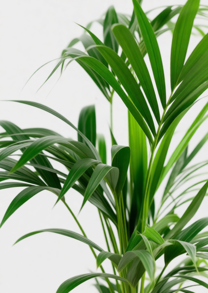 Ховея Кентия 17/110 см Ховея Кентия 17/110 см