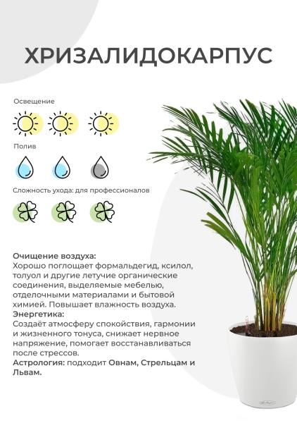 Хризалидокарпус 17/100 см Хризалидокарпус 17/100 см