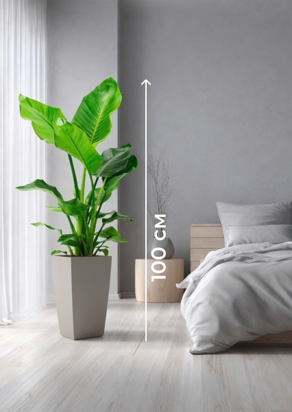 Стрелиция Николай 21/100 см в CUBICO COLOR 30