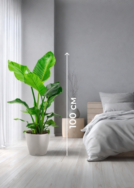 Стрелиция Николай 21/100 см в CLASSICO COLOR 28