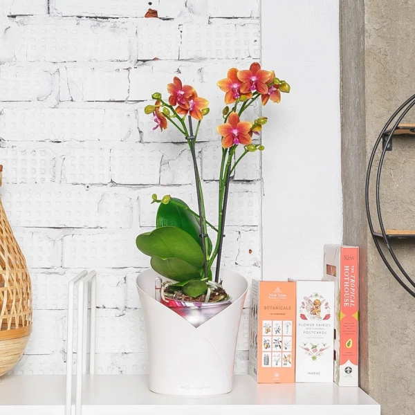 Орхидея Фаленопсис тигровая 12/60 см