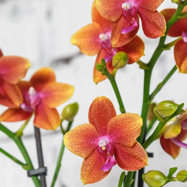 Орхидея Фаленопсис тигровая 12/60 см