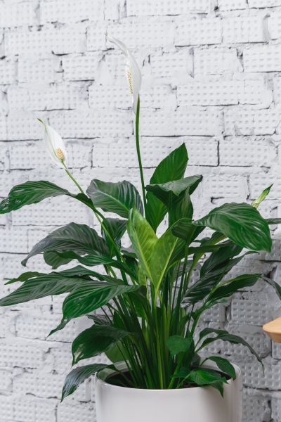 Спатифиллум 7/25 см