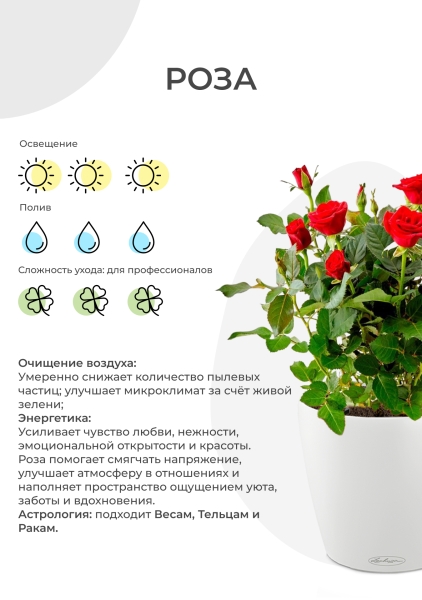 Роза Бо Монд красная 12/25 см