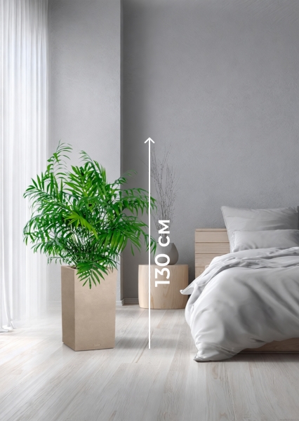 Хамедорея Элеганс 20/100 см в CANTO STONE HIGH 30