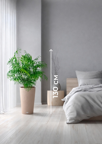 Хамедорея Элеганс 20/100 см в CILINDRO 32 Хамедорея Элеганс 20/100 см в CILINDRO 32