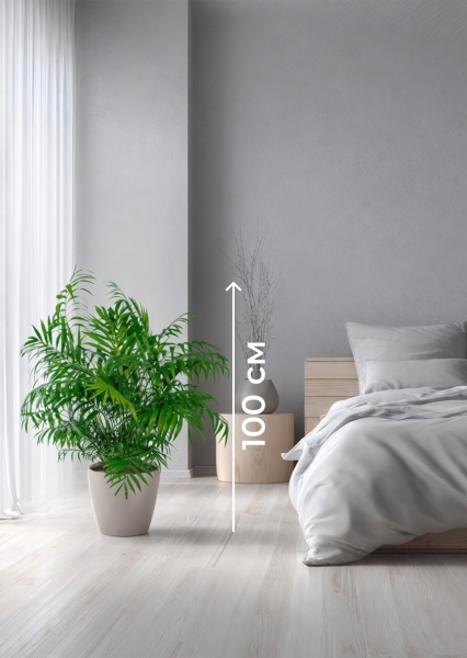 Хамедорея Элеганс 20/100 см в CLASSICO COLOR 28 Хамедорея Элеганс 20/100 см в CLASSICO COLOR 28