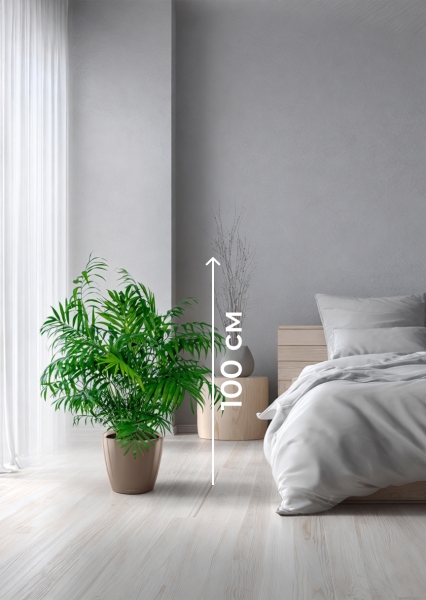 Хамедорея Элеганс 20/100 см в CLASSICO LS 28 Хамедорея Элеганс 20/100 см в CLASSICO LS 28