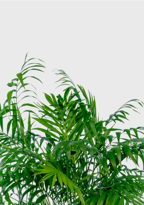 Хамедорея Элеганс 20/100 см в CLASSICO LS 28