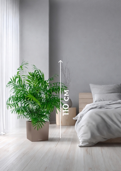 Хамедорея Элеганс 20/100 см в CUBE 30 Хамедорея Элеганс 20/100 см в CUBE 30