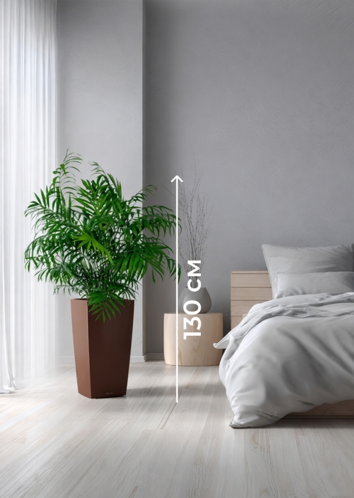 Хамедорея Элеганс 20/100 см в CUBICO COLOR 30