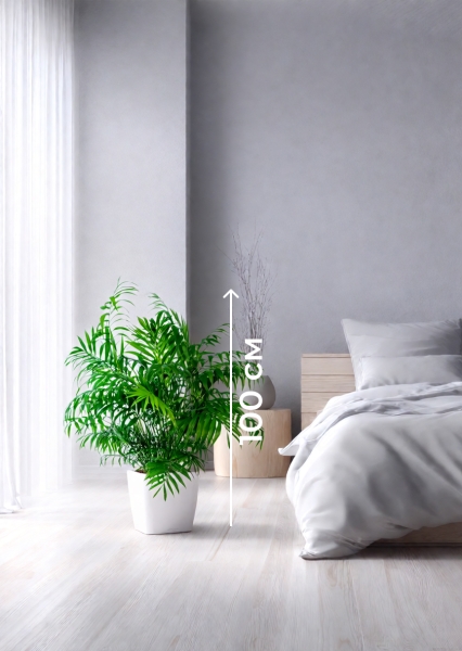 Хамедорея Элеганс 20/100 см в QUADRO LS 28 Хамедорея Элеганс 20/100 см в QUADRO LS 28