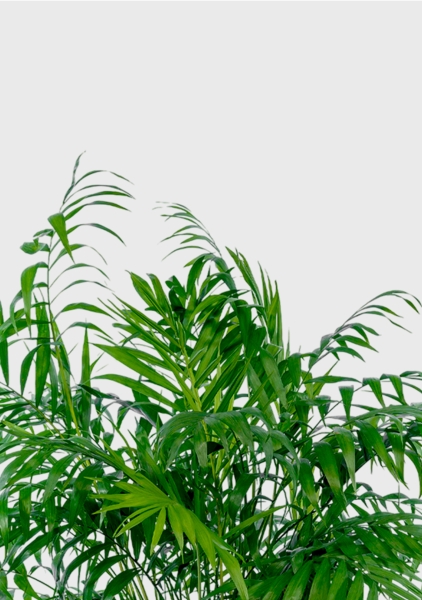 Хамедорея Элеганс 20/100 см в QUADRO LS 28 Хамедорея Элеганс 20/100 см в QUADRO LS 28