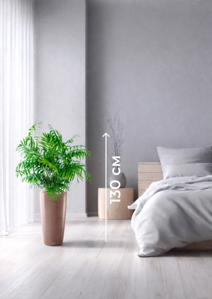 Хамедорея Элеганс 20/100 см в RONDO 32 Хамедорея Элеганс 20/100 см в RONDO 32