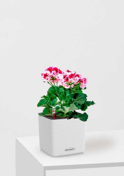 Пеларгония Грандифлора 12/25 см в CUBE COLOR 14, белый