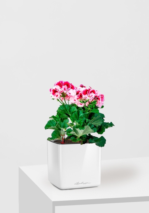 Пеларгония Грандифлора 12/25 см в CUBE GLOSSY 14, белый блестящий