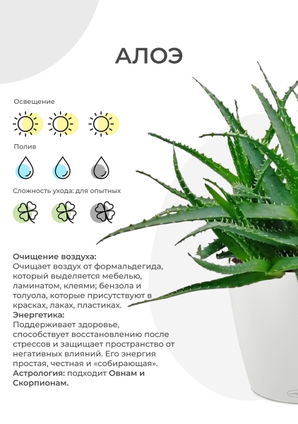 Алоэ 12/30 см в CUBE GLOSSY 14