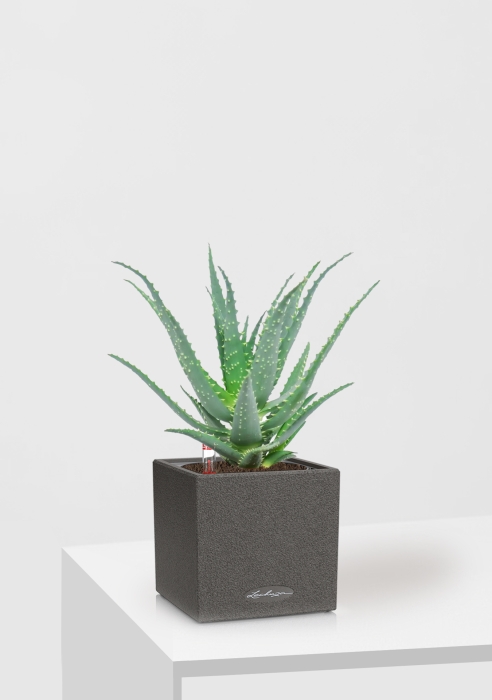 Алоэ 12/30 см в CANTO STONE 14, графитовый черный