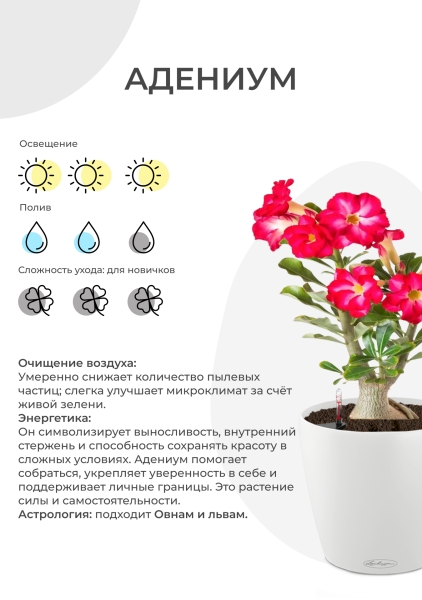 Адениум Пинк Стар 13/25 см в CLASSICO COLOR 18