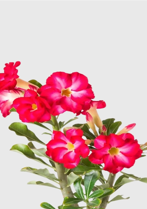 Адениум Пинк Стар 13/25 см в CUBE COLOR 16