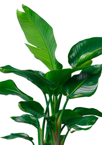 Стрелиция Николай 33/300 см в RONDO 40 Стрелиция Николай 33/300 см в RONDO 40