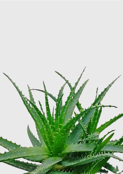 Алоэ 17/40 см в QUADRO LS 21 Алоэ 17/40 см в QUADRO LS 21