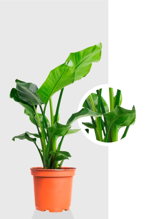 Стрелиция Николай 17/60 см