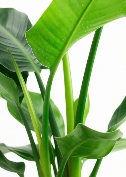 Стрелиция Николай 17/60 см в CUBICO COLOR 22