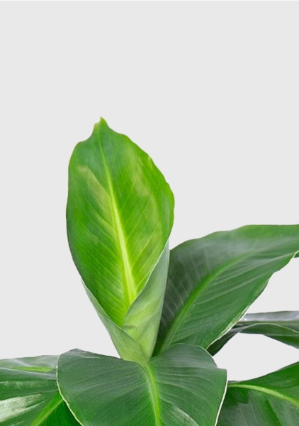 Банан 12/30 см Банан 12/30 см