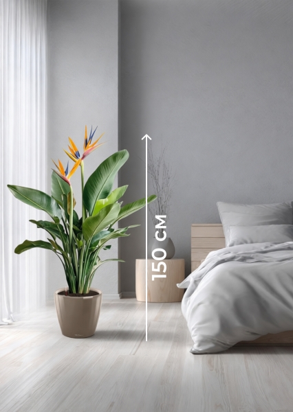 Стрелиция Регина 26/150 см в CLASSICO LS 28 Стрелиция Регина 26/150 см в CLASSICO LS 28