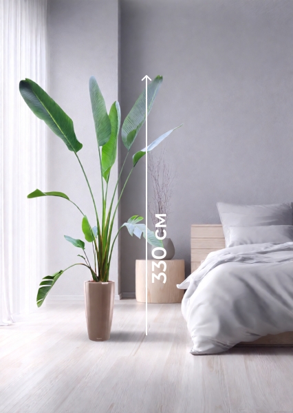 Стрелиция Николай 33/300 см в RONDO 40 Стрелиция Николай 33/300 см в RONDO 40