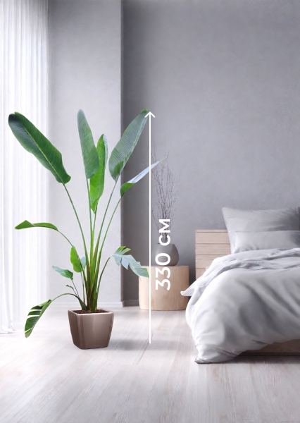 Стрелиция Николай 33/300 см в QUADRO LS 43 Стрелиция Николай 33/300 см в QUADRO LS 43