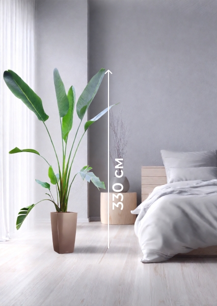 Стрелиция Николай 33/300 см в CUBICO 40 Стрелиция Николай 33/300 см в CUBICO 40