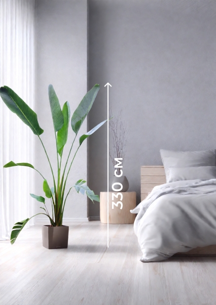 Стрелиция Николай 33/300 см в CUBE 40 Стрелиция Николай 33/300 см в CUBE 40