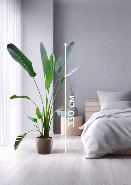 Стрелиция Николай 33/300 см в CLASSICO LS 43 Стрелиция Николай 33/300 см в CLASSICO LS 43