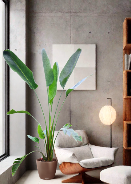 Стрелиция Николай 33/300 см в CLASSICO COLOR 43 Стрелиция Николай 33/300 см в CLASSICO COLOR 43