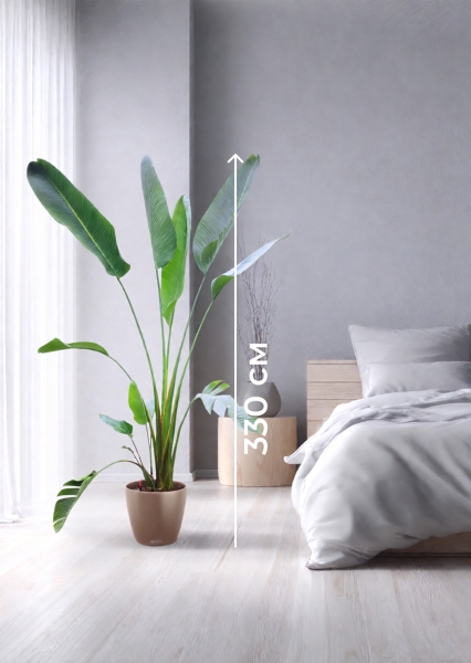 Стрелиция Николай 33/300 см в CLASSICO COLOR 43 Стрелиция Николай 33/300 см в CLASSICO COLOR 43