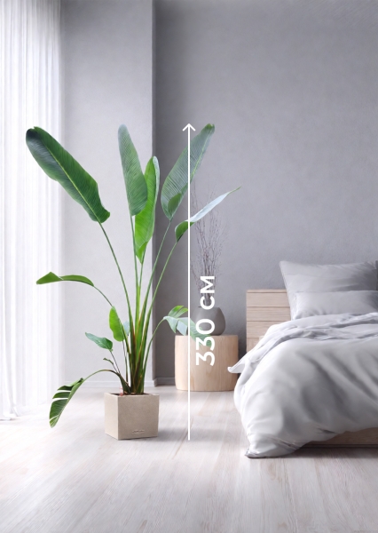 Стрелиция Николай 33/300 см в CANTO STONE LOW 40 Стрелиция Николай 33/300 см в CANTO STONE LOW 40